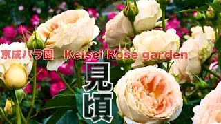 Beautiful Rose Garden Ambient ‘Keisei Rose Garden’ Yachiyo City, Chiba, Japan｜ Flower Garden #京成バラ園