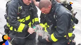 Firefighters Save Kitten Trapped in House Fire | The Dodo