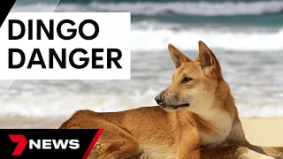 Two K'gari visitors bitten by dingoes prompting warnings of heightened risk | 7 News Australia