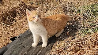 I installed the camera because I was curious about the kittens