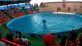 Дельфинарий в Адлере выступление белухи