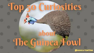 Top 50 Curiosities about the Guinea Fowl