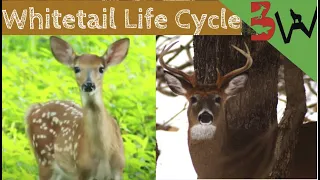Whitetail Life Cycle