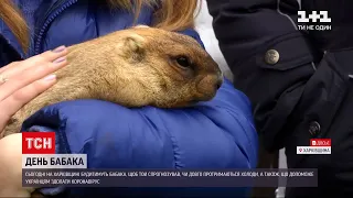 Якою буде весна: у Харківській області будитимуть бабака Тимка