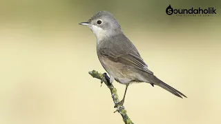 Sound of Birds: Lesser Whitethroat / Braamsluiper / Curruca curruca (low noise audio)