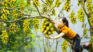 Harvesting Toad Fruit - Recipe for making delicious toad salad Goes to market sell