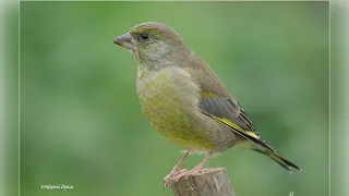 Голоса птиц. Зеленушка обыкновенная (Chloris chloris)