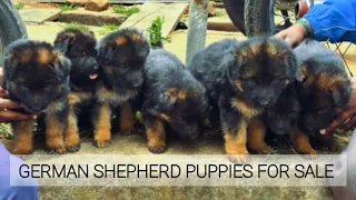 German Shepherd Puppies For Sale | More Details On My Description.#germanshepherd#gsd#gsdpuppy#dog