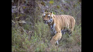 Huge male Tiger Rayakasa gets too close to the jeep | Khursapar Pench |