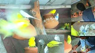 new baby budgie /budgies chicks progress/ birds breeding progress colony