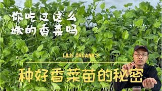 种好香菜苗的秘密，你吃过这么嫩的香菜吗？跟我一起种香菜芽苗菜 | How to grow coriander microgreens