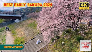 4k hdr japan travel 2024 | Best Early Sakura near Tokyo Kawazu Sakura（河津桜）|  Japan Cherry Blossoms