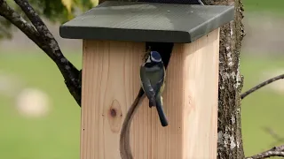 Top tips for putting up a nest box in your garden