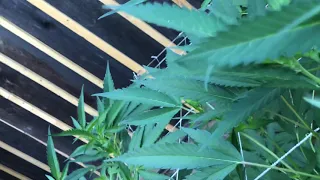 Outdoor Grow Update - August 3rd 2020