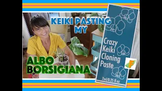 Albo Borsigiana: Keiki Paste Application