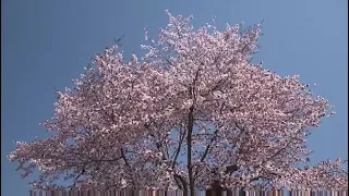 Centennial Cherry Blossoms in Hokkaido