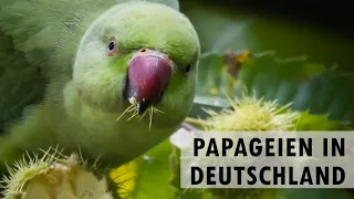 Papageien in Deutschland fotografieren