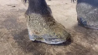 RELIEF for over compensated HOOF