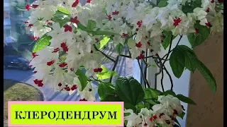 Мой  комнатный  цветок  клеродендрум