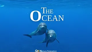 The Ocean 4K Ultra HD - Scenic Wildlife Film With Calming Music - Nature Relaxation