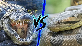 Crocodile VS Anaconda - Who Wins? ⚔️🔥