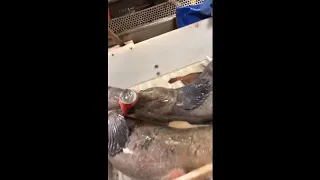 Wolffish Viciously Bites A Can Of Soda And Crushes It