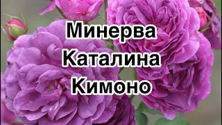 Розы Минерва/ Каталина / Кимоно - цветут раньше всех