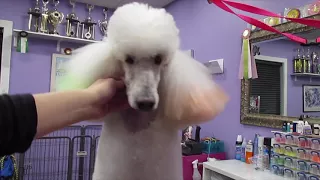 Poodle Face, Feet and Tail clipping
