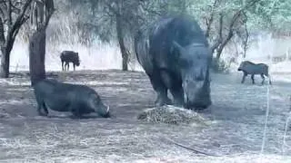 Rhino Vs Warthog