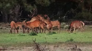 Plaatshert beslaat meerdere hindes - Stag covering hinds