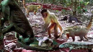 animais selvagem e aves no quintal e na reserva do sitio