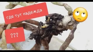 ОРХО-ДЕТКА на  БОЛЬНОМ пеньке: не обнадеживайтесь (+ немного отдыха)