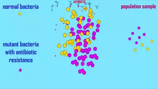 natural selection of antibiotic resistance in bacteria