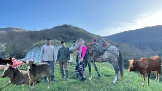 Life of Iranian Nomads: Preparing for Spring Migration and Setting up Tents