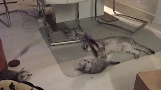 шотландские вислоухие котята маленькие  акробаты!Scottish fold and straight kittens