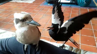 Absolute Aussie Bird Chaos - Part 1!