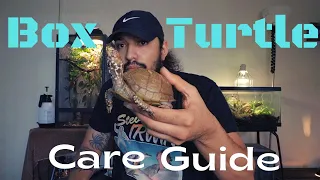 My Box Turtle Care Guide! How I Take Care Of My Oldest Pet (Learn From My Mistakes)