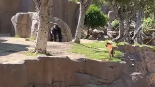 Dog stuck in Gorilla exhibit at San Diego Zoo Safari Park