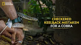 Checkered Keelback Mistaken for a Cobra | Snakes SOS: Goa’s Wildest | National Geographic