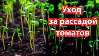 Уход за рассадой томата. Важные моменты.