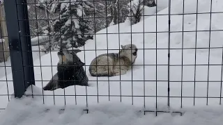 オオカミの遠吠え @旭山動物園