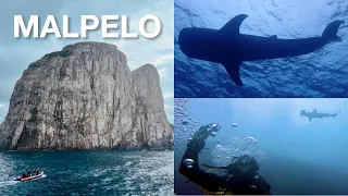 Malpelo Dive Expedition 2021 (FULL) 4K