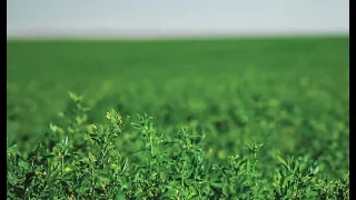 Preparing the Soil and Field for Alfalfa Hay