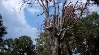 Tree Removal~How The Professionals Do It