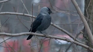 А У ГАЛОК ГЛАЗА ГОЛУБЫЕ! Читает Наташа Черноусова, стихи Галины Пятисотских