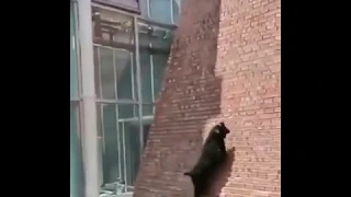 [ Crazy Goats ] Spider goats climbing a wall as never seen before