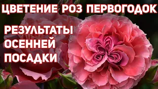 Цветение РОЗ первогодок осенней посадки под зиму. Проблемы осенней посадки роз с ОКС.