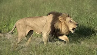 Lion Chase at Lebala Camp, Botswana - March 2020