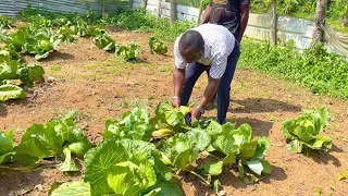 How To Make 15, 000.00 Cedis A Month From Cabbage Farm | Mpohor Shs Secret Revealed.