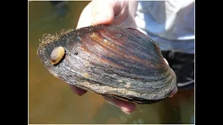 primitive life : How to Find Freshwater Clams and Mussels . Survival foods